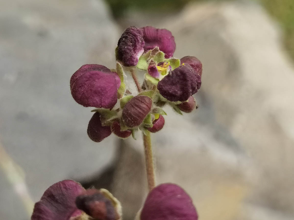 Calceolaria arachnoidea 5